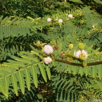 Mimosa pigra L.